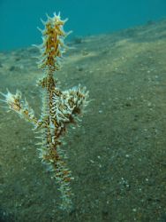 Ornate ghost pipefish. frameing's abit off though :( Maum... by Rory Ferguson 